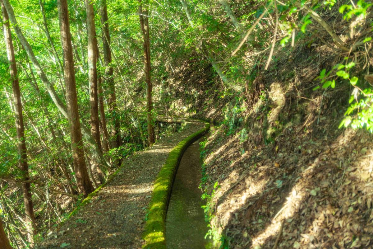 久保谷森林セラピーロード